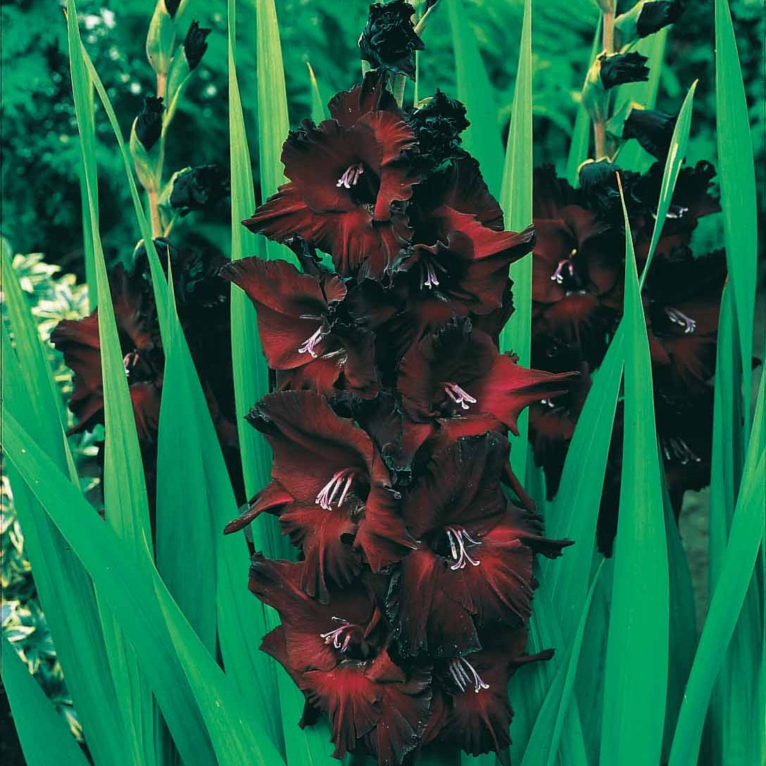 Glaïeul - 25 Glaïeuls Black Surprise - Gladiolus Black Surprise