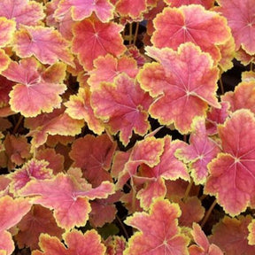 Heuchères - Heuchère Tiramisu - Heuchera Tiramisu