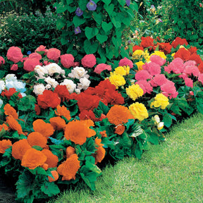 16 Bégonias Non Stop jaunes, rouges, roses, blancs en mélange - Begonia multiflora non stop - Willemse