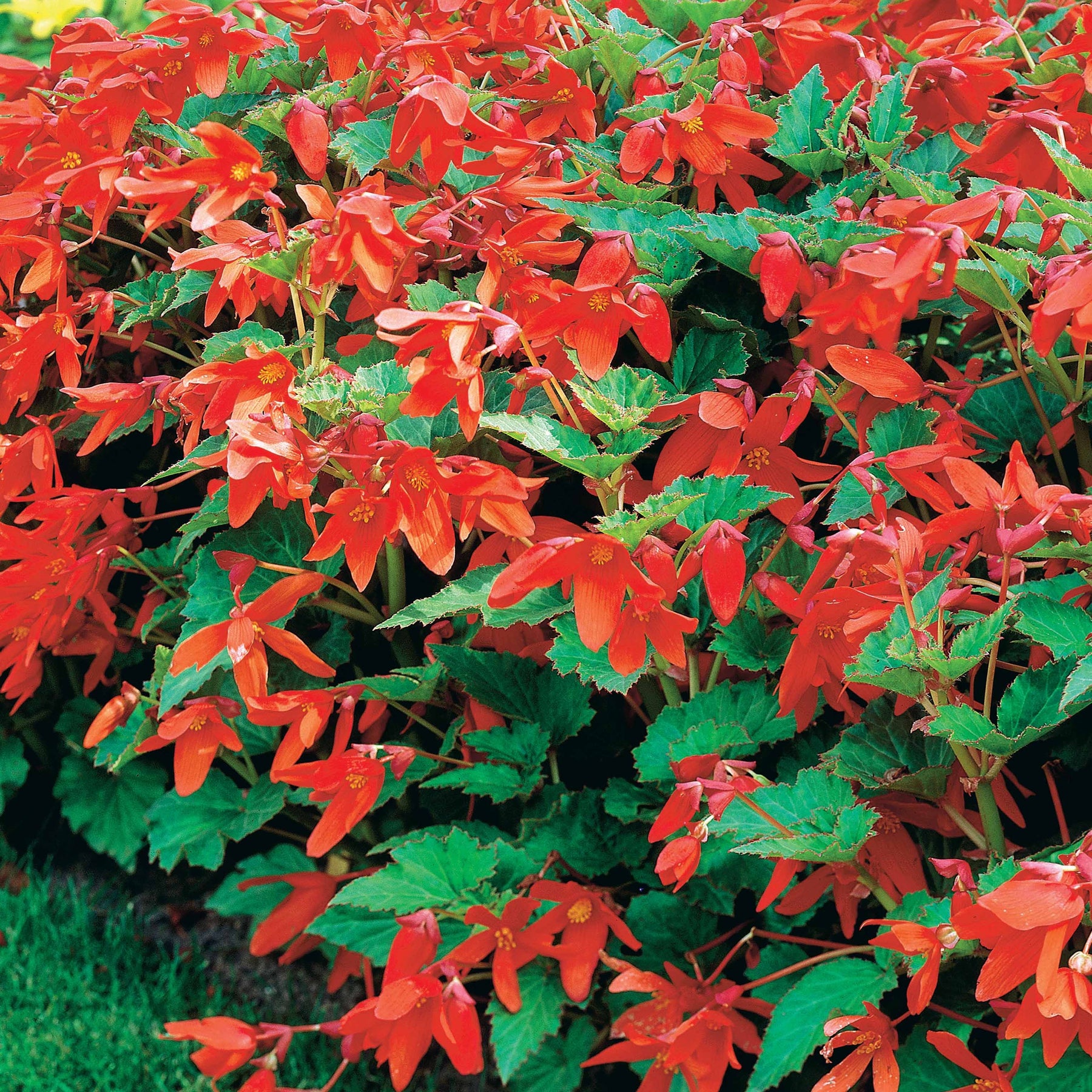 Bégonia - 2 Bégonias Tanaïs - Begonia bertinii tanaïs