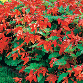 Bégonia - 2 Bégonias Tanaïs - Begonia bertinii tanaïs