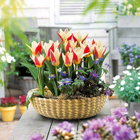 10 Tulipes botaniques The First - Tulipa The First - Willemse
