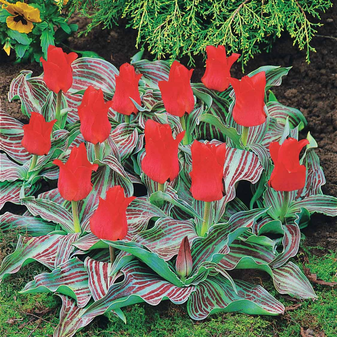 Tulipe - 10 Tulipes Chaperon Rouge - Tulipa greigii chaperon rouge