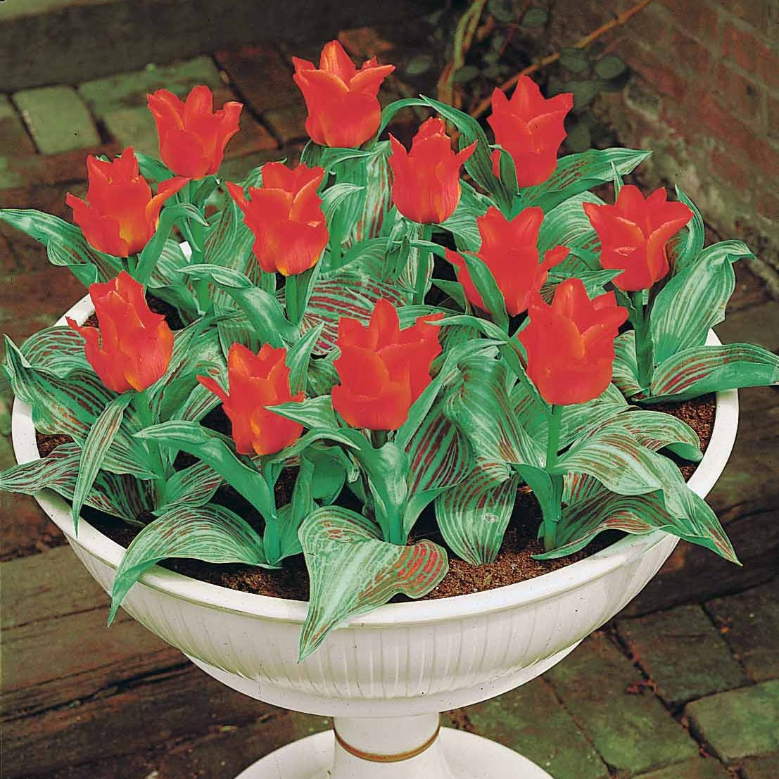 Vente 10 Tulipes Chaperon Rouge - Tulipa greigii chaperon rouge