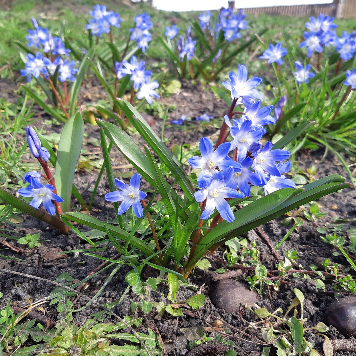 10 Gloires des neiges bleue - Willemse