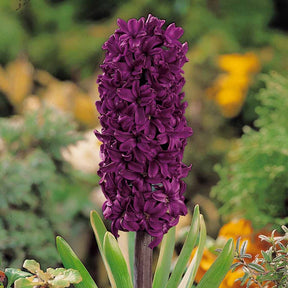 Jacinthe - 6 Jacinthes Woodstock pourpre - Hyacinthus orientalis woodstock