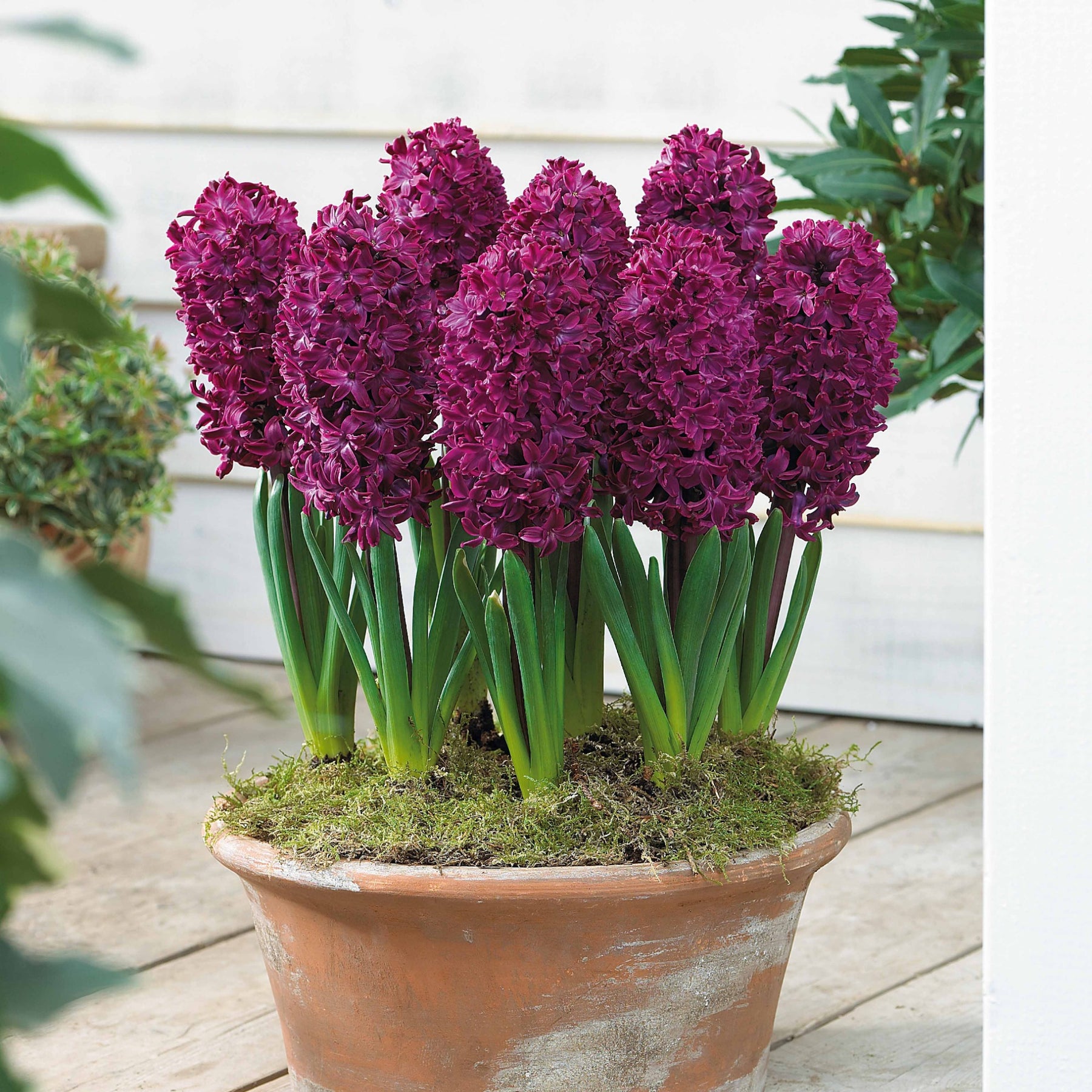 Vente 6 Jacinthes Woodstock pourpre - Hyacinthus orientalis woodstock