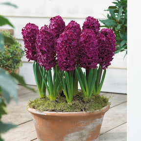 Vente 6 Jacinthes Woodstock pourpre - Hyacinthus orientalis woodstock