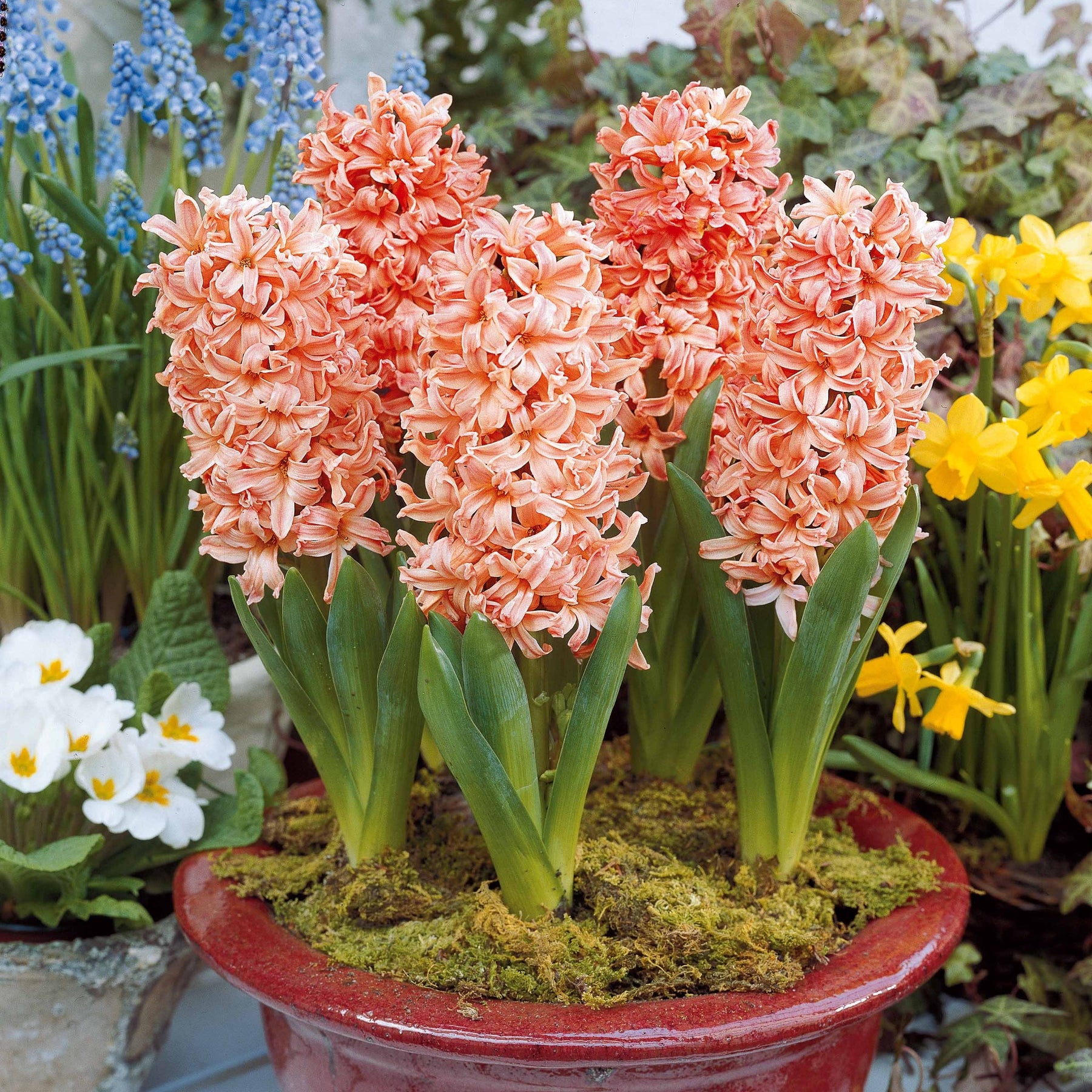 Vente 6 Jacinthes Gipsy Queen orange - Hyacinthus orientalis gipsy queen