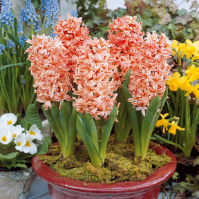 Vente 6 Jacinthes Gipsy Queen orange - Hyacinthus orientalis gipsy queen