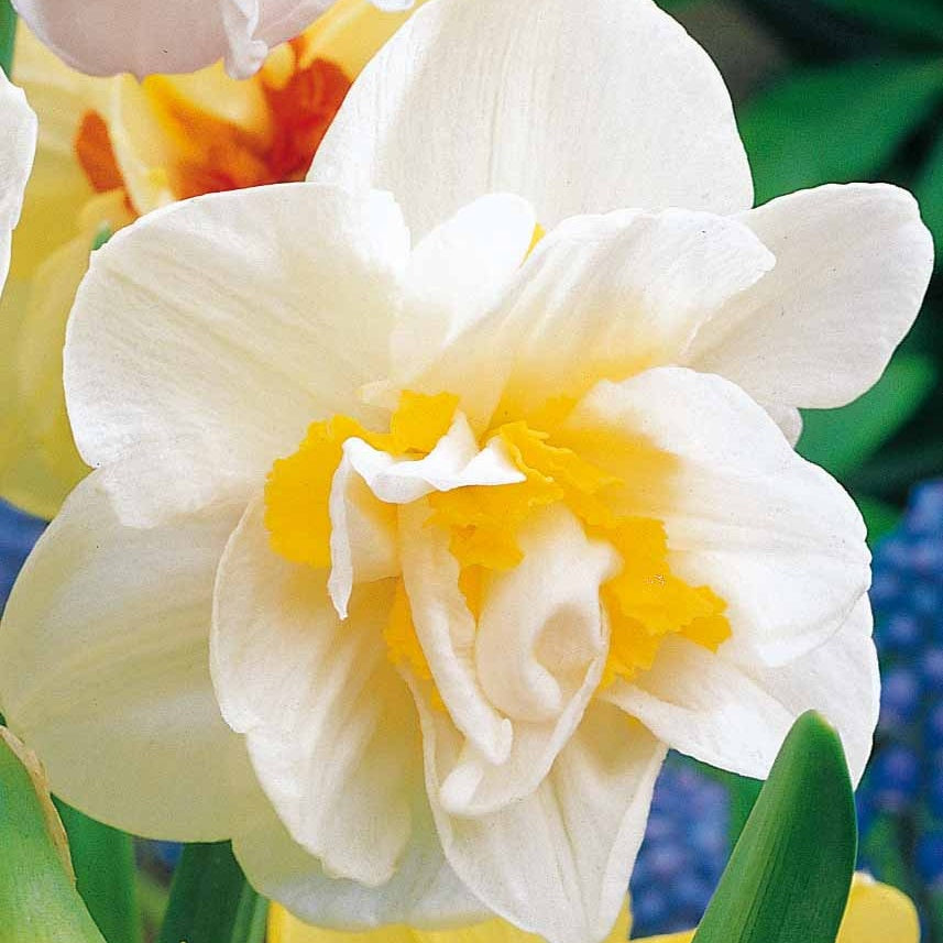 10 Narcisses à fleurs doubles White Lion - Willemse