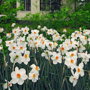 10 Narcisses des poètes Actea - Narcissus poeticus Actea - Willemse
