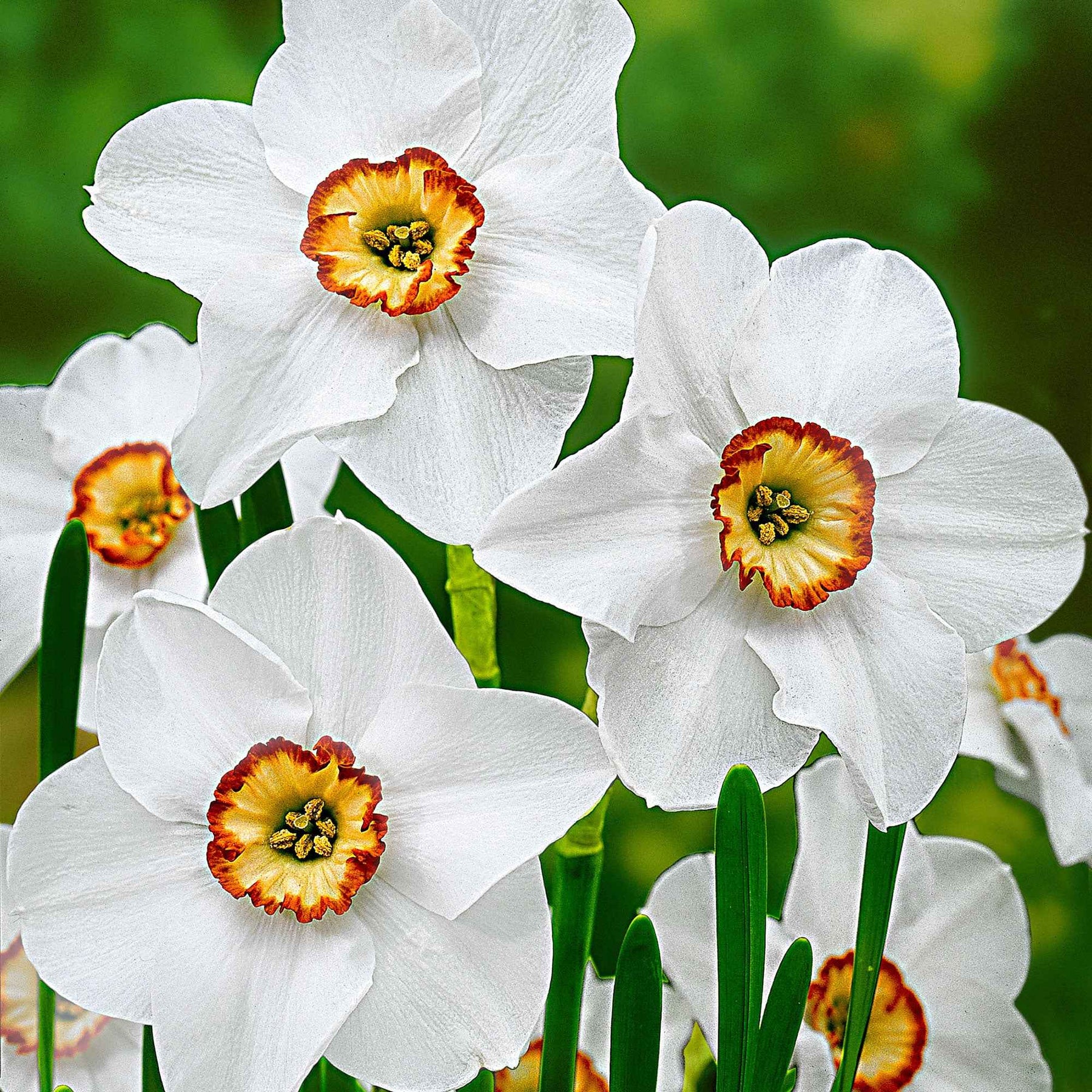 Narcisse - 10 Narcisses des poètes Actea - Narcissus poeticus Actea