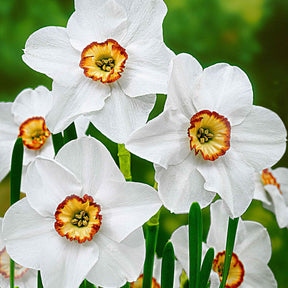 Narcisse - 10 Narcisses des poètes Actea - Narcissus poeticus Actea