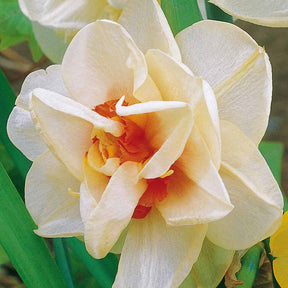 10 Narcisses à fleurs doubles Acropolis - Willemse