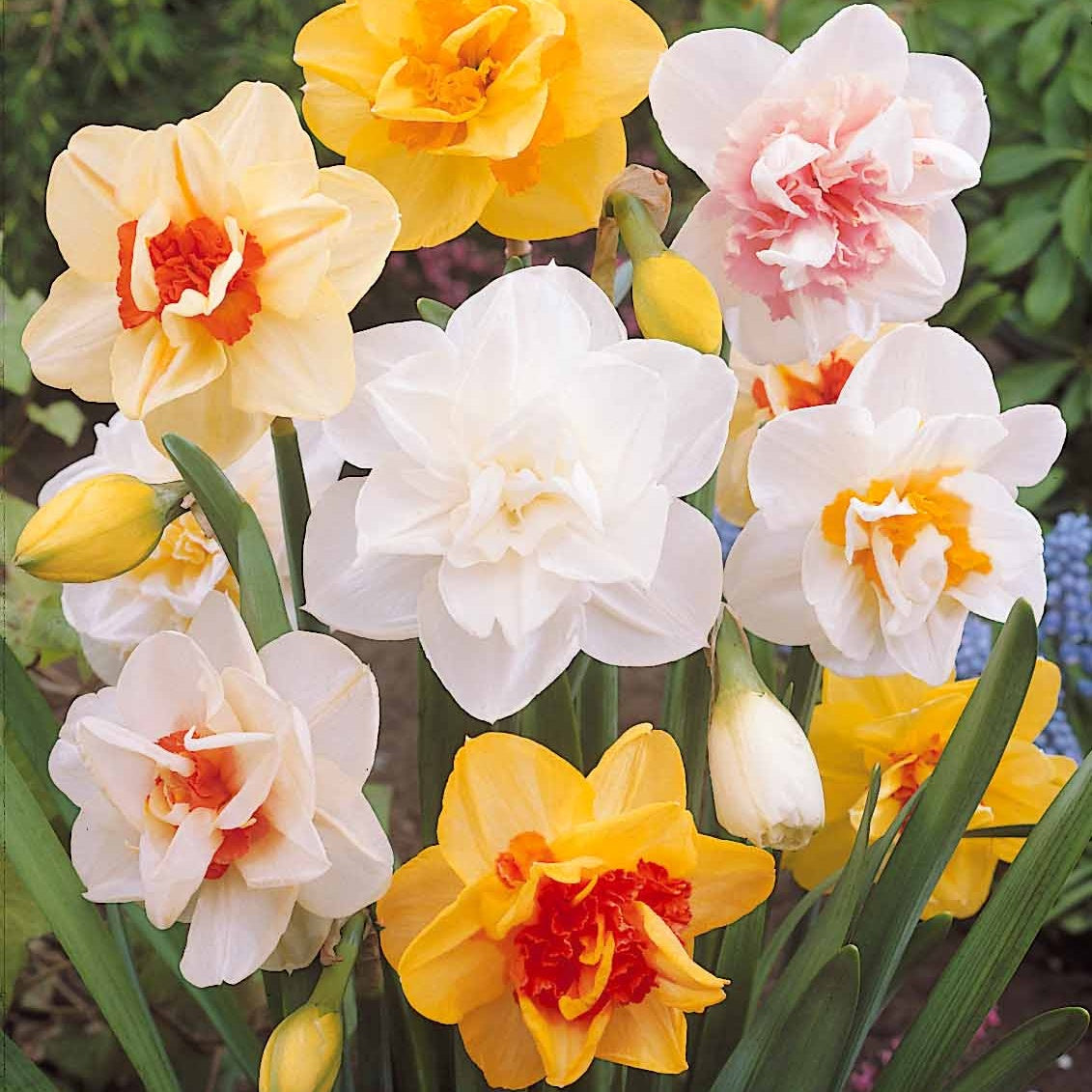 10 Narcisses à fleurs doubles Acropolis - Narcissus acropolis - Willemse