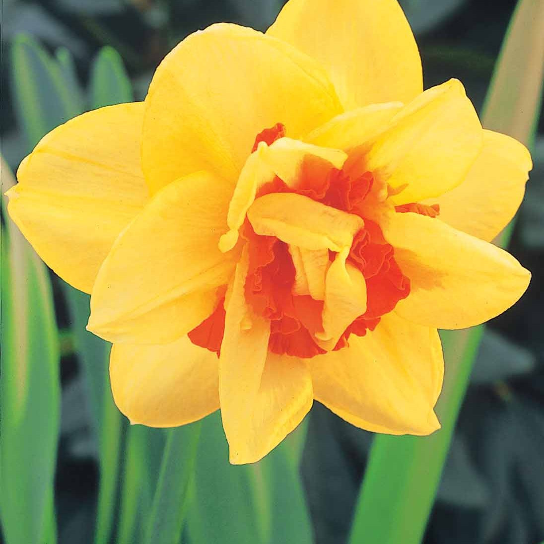 Vente 10 Narcisses à fleurs doubles Tahiti - Narcisse