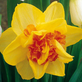 Vente Narcisse - 10 Narcisses à fleurs doubles Tahiti