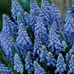Muscari - 10 Muscaris bleus - Muscari armeniacum