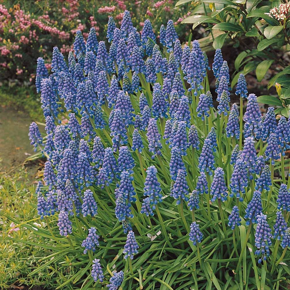 Vente 10 Muscaris bleus - Muscari armeniacum
