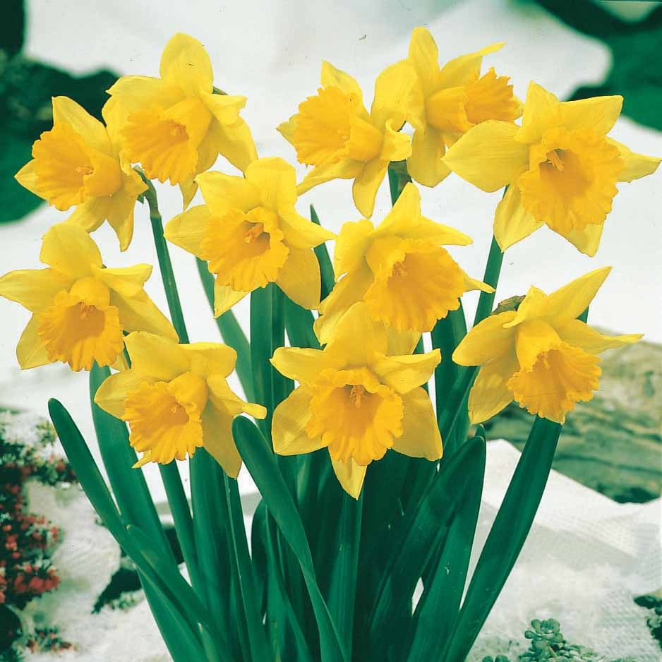 Vente 10 Narcisses Rijnveld Early Sensation - Narcissus Rijnveld's Early Sensation