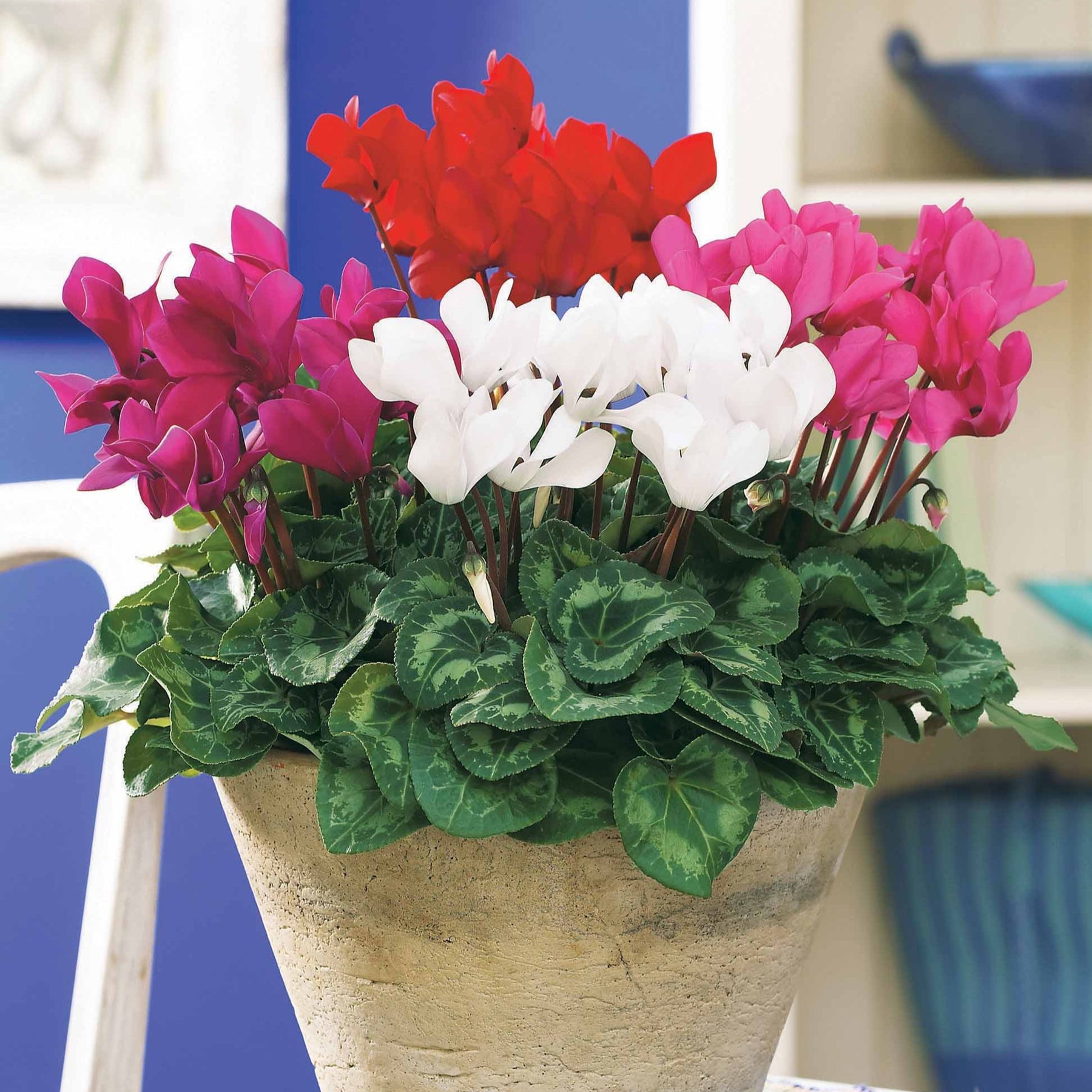 3 Mini-cyclamens Super série - Willemse