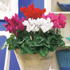 3 Mini-cyclamens Super série - Willemse