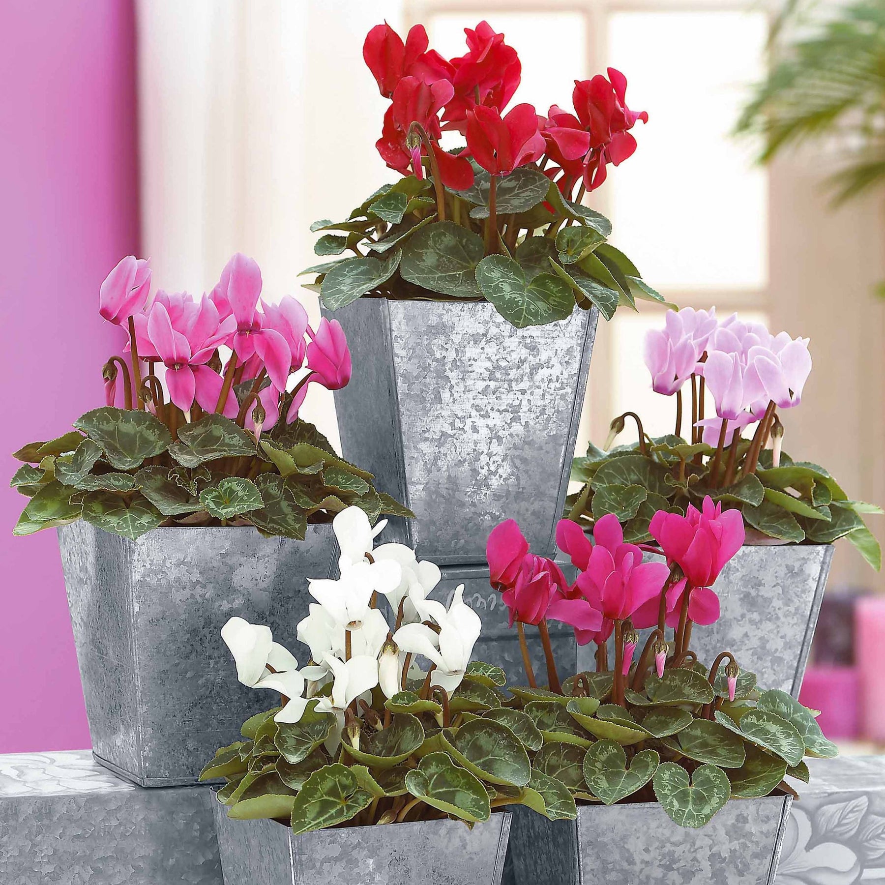 3 Mini-cyclamens Super série - Cyclamen super série - Willemse
