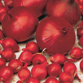 Vente Oignon Rouge foncé de Brunswick