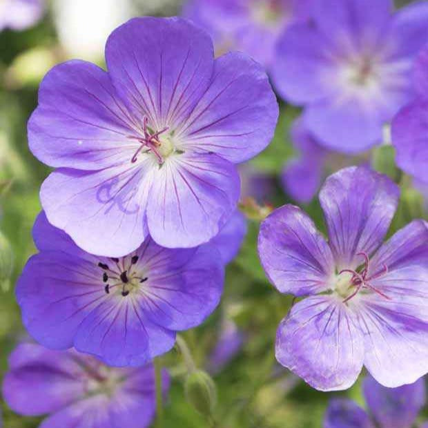 Géraniums vivaces - 9 Géraniums vivaces en mélange - Geranium oxonianum katharine adèle , himalayense,