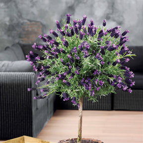 Lavande papillon sur tige - Lavandula stoechas - Willemse