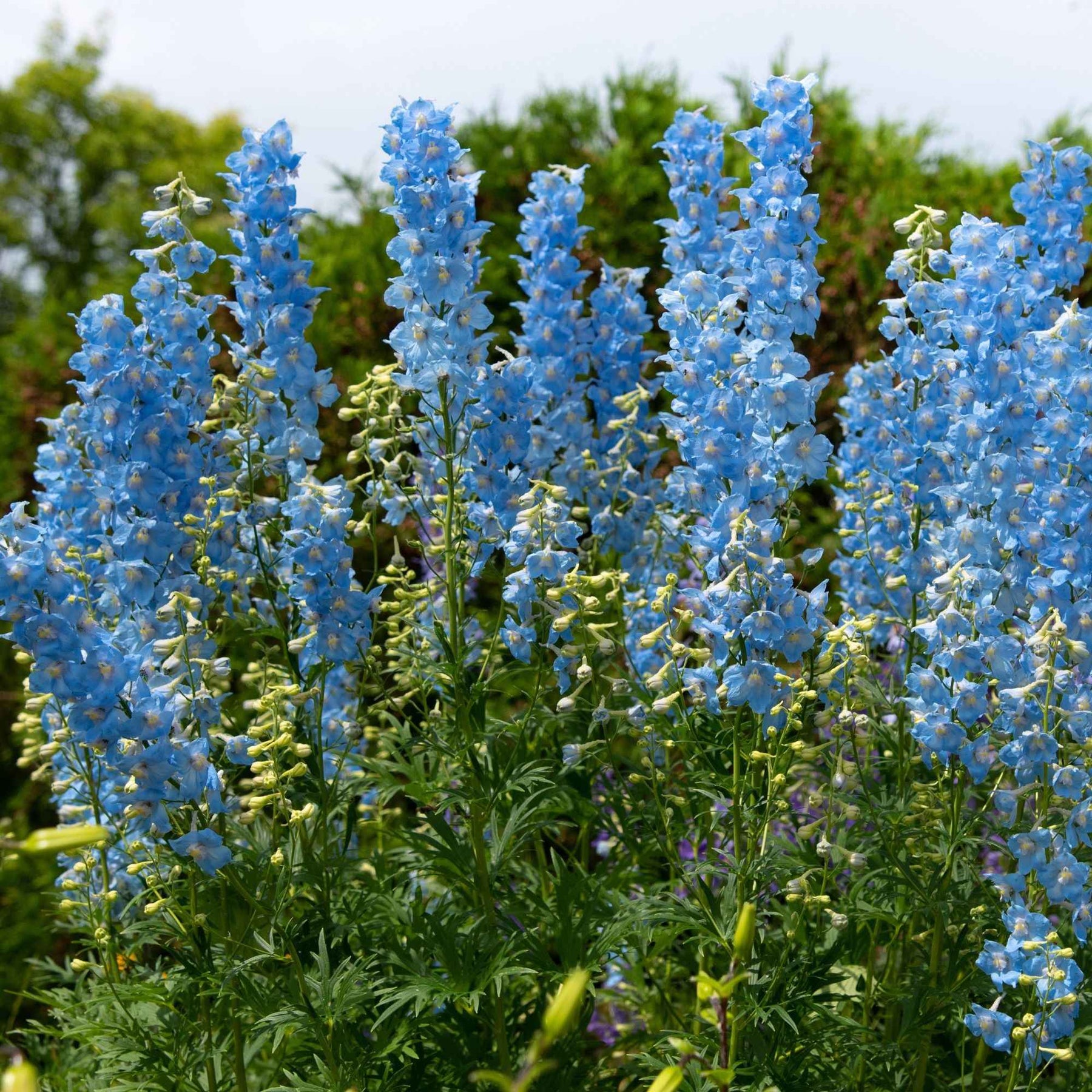 Delphinium ciel bleu - 5 Delphiniums Ciel Bleu - Delphinium