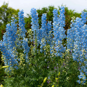 Delphinium ciel bleu - 5 Delphiniums Ciel Bleu - Delphinium