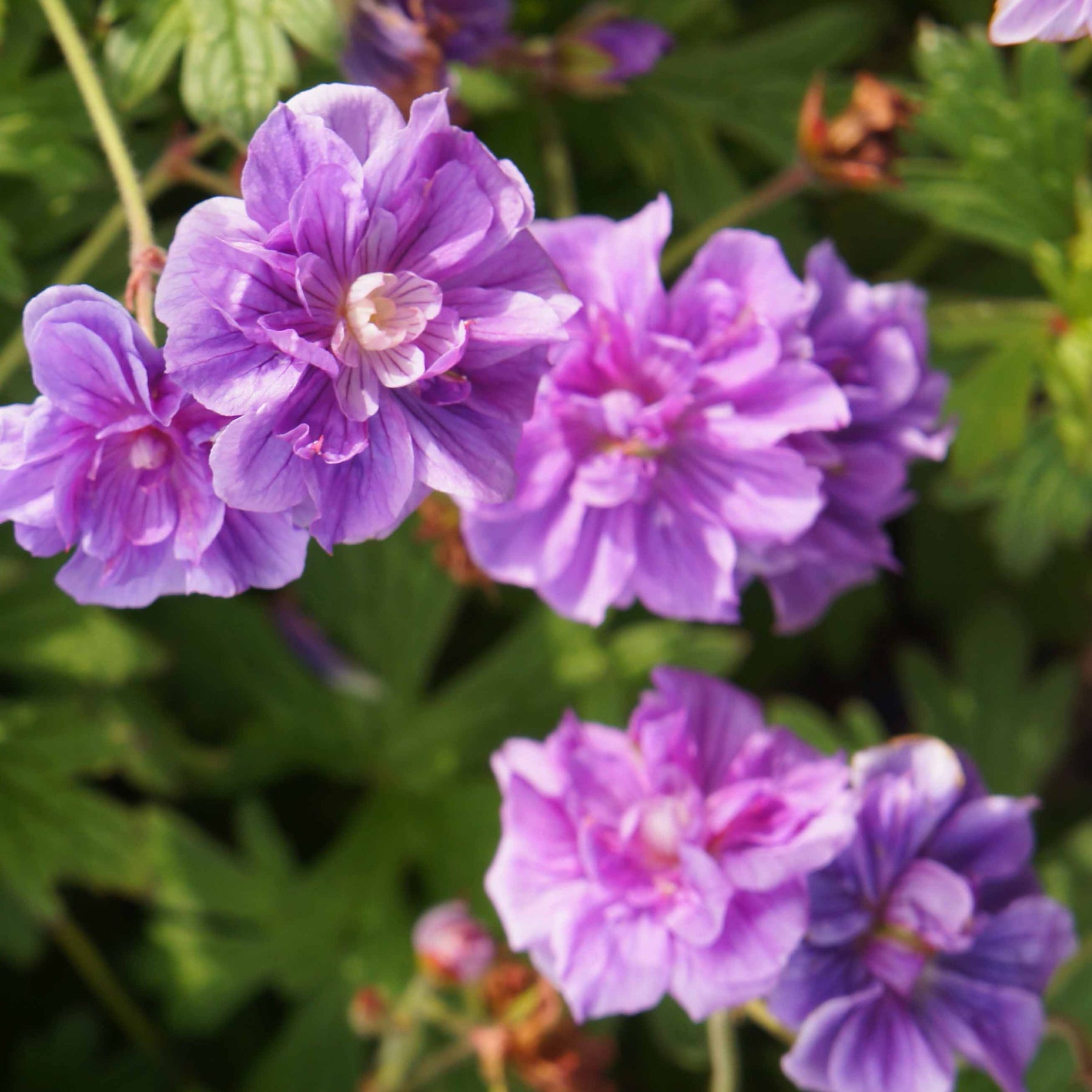 Géraniums vivaces - Collection de 6 Géraniums vivaces à fleurs doubles - 2geranium caeruleum, 2 double jewel, 2 birch double