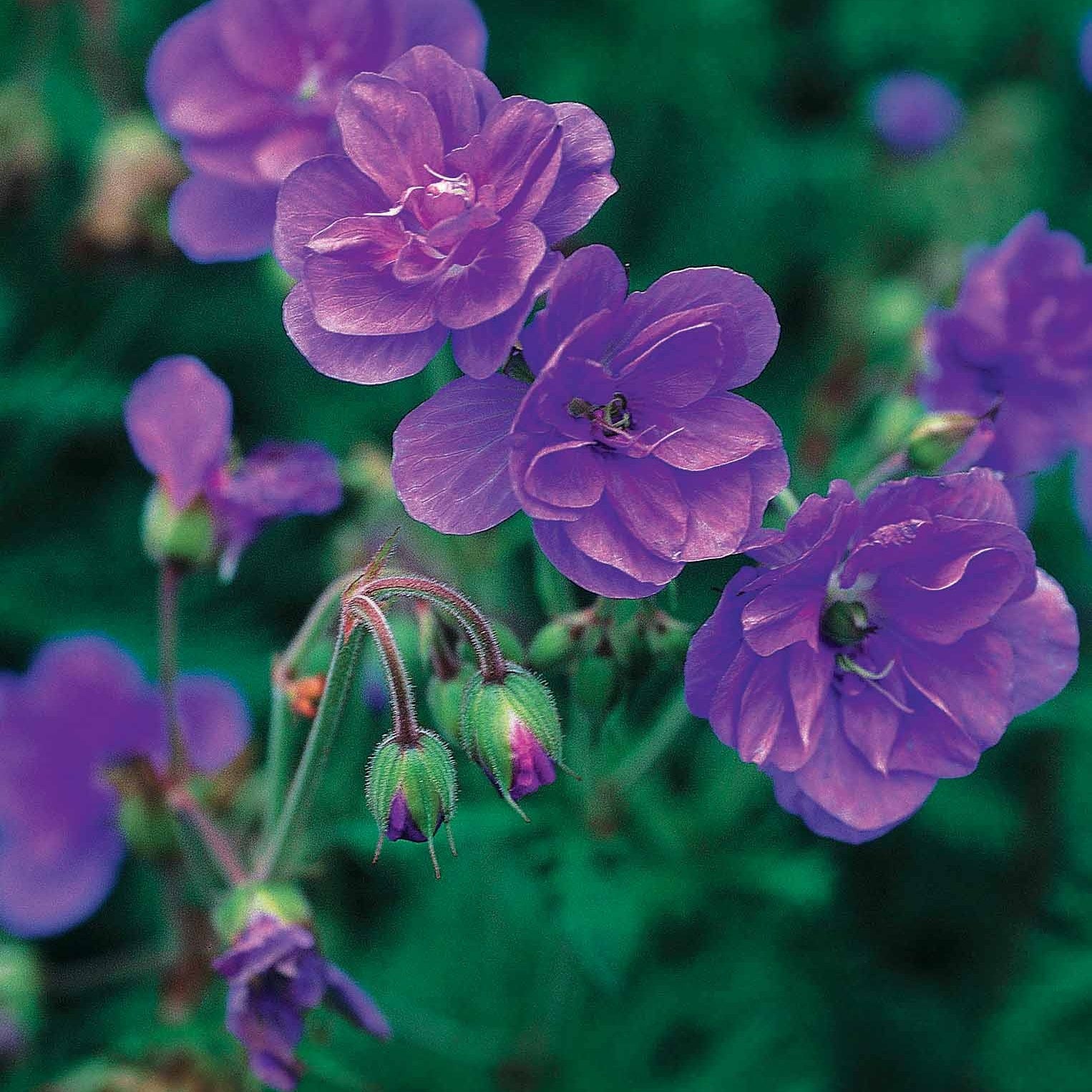2 Géraniums vivaces à fleurs doubles bleue - Geranium pratense plenum caeruleum - Willemse