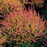 3 Bruyères d'été rose à feuilles jaunes - Willemse