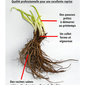 3 Trachélies - Trachelium caeruleum - Willemse