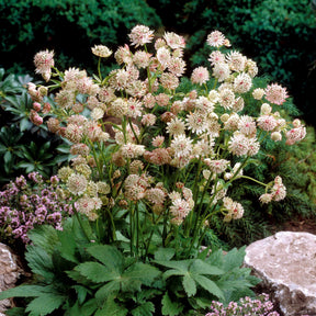 2 Astrances blanches - Astrantia major star of royals - Willemse