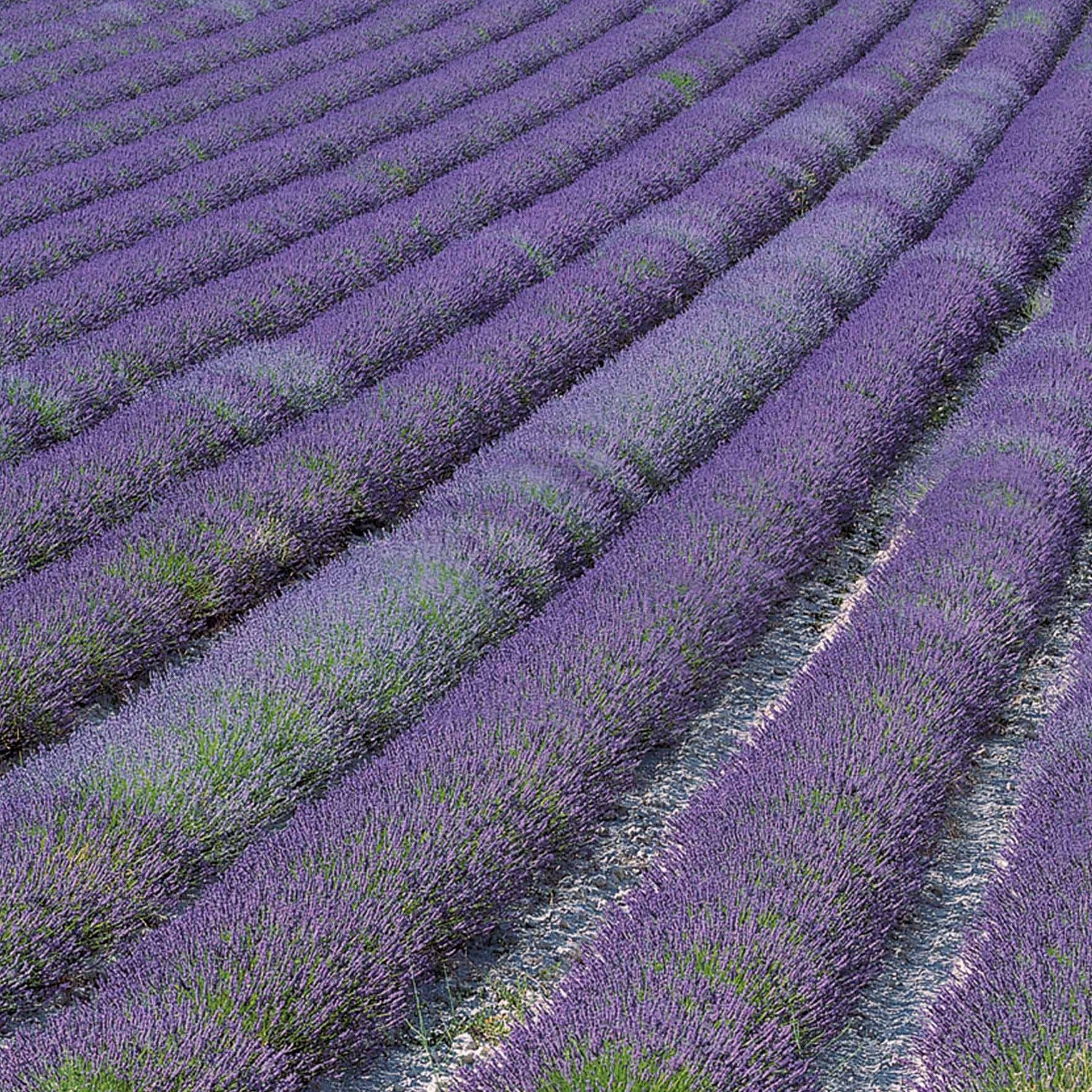 Lavandes - Lavande de Grasse - Lavandula angustifolia Grosso