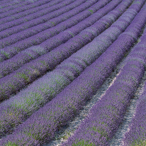 Lavandes - Lavande de Grasse - Lavandula angustifolia Grosso