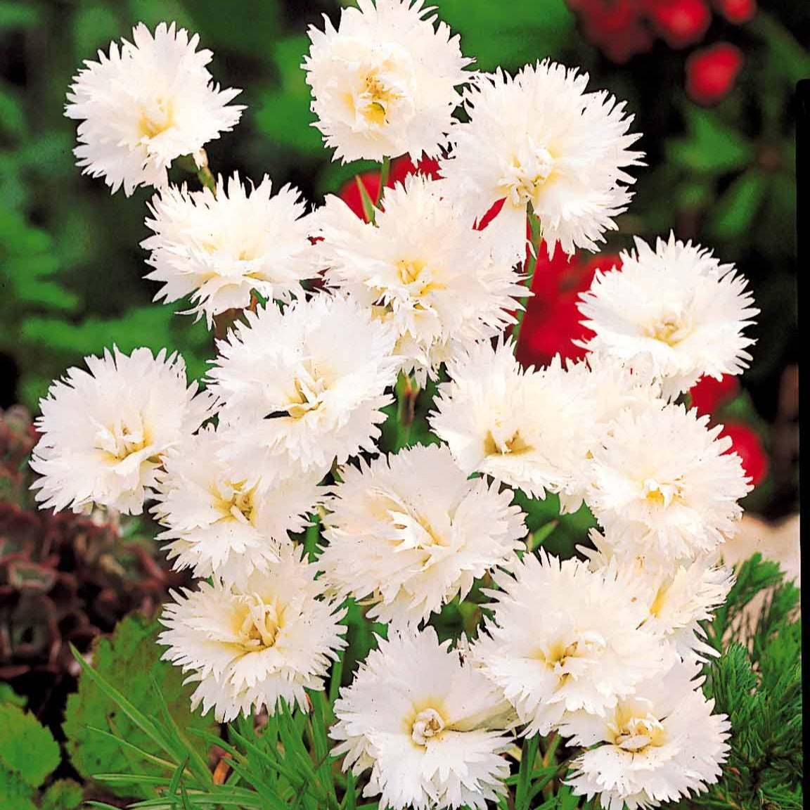 2 Œillets Grenadin White - Willemse