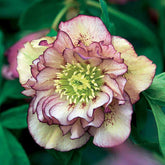 2 Roses de Noël doubles picotée - Willemse