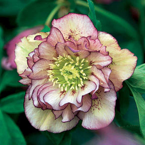 2 Roses de Noël doubles picotée - Willemse
