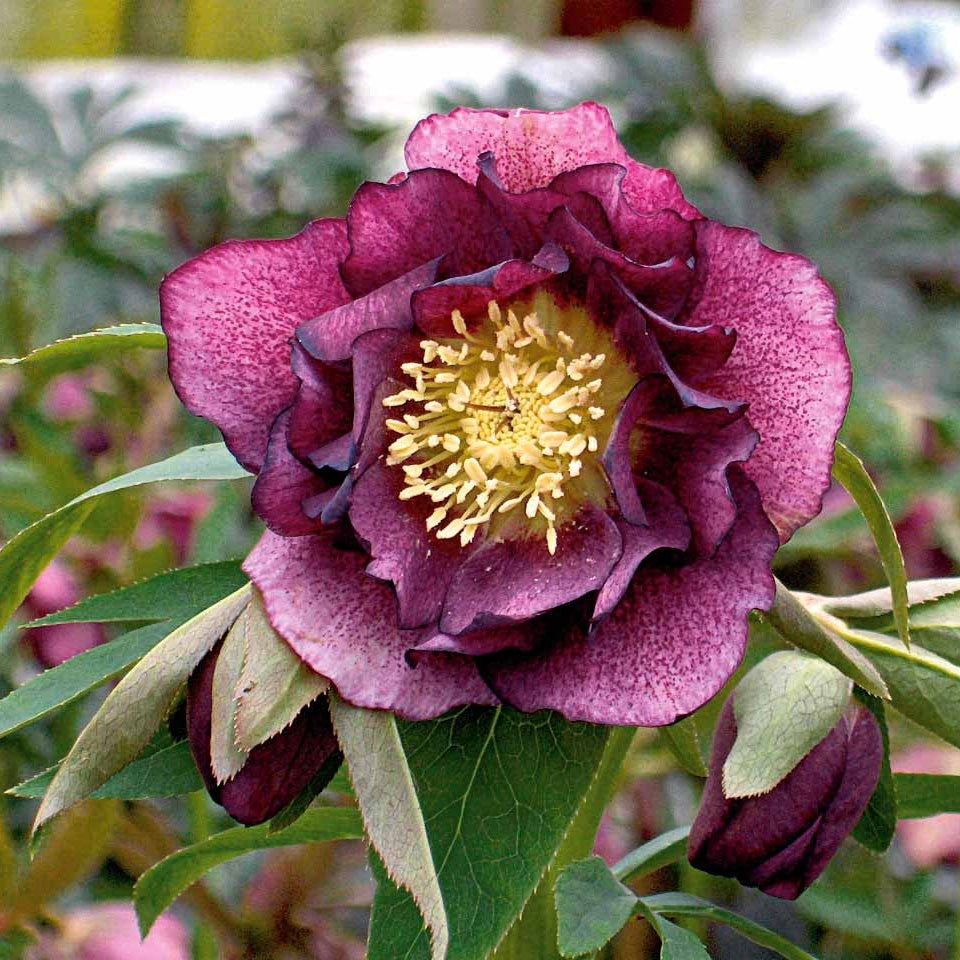2 Roses de Noël doubles violette - Willemse