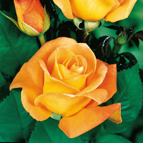 Rosa whisky - Rosier buisson Whisky - Rosiers buisson