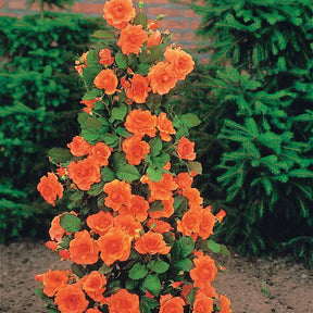 Rosa Westerland® - Rosier arbuste Westerland - Rosiers arbustifs