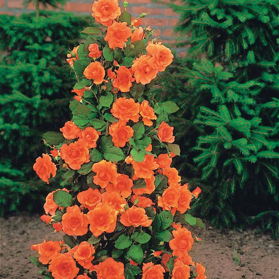 Rosa Westerland® - Rosier arbuste Westerland - Rosiers arbustifs