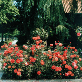 Rosa doris tysterman - Rosier buisson Doris Tysterman - Rosiers à grandes fleurs