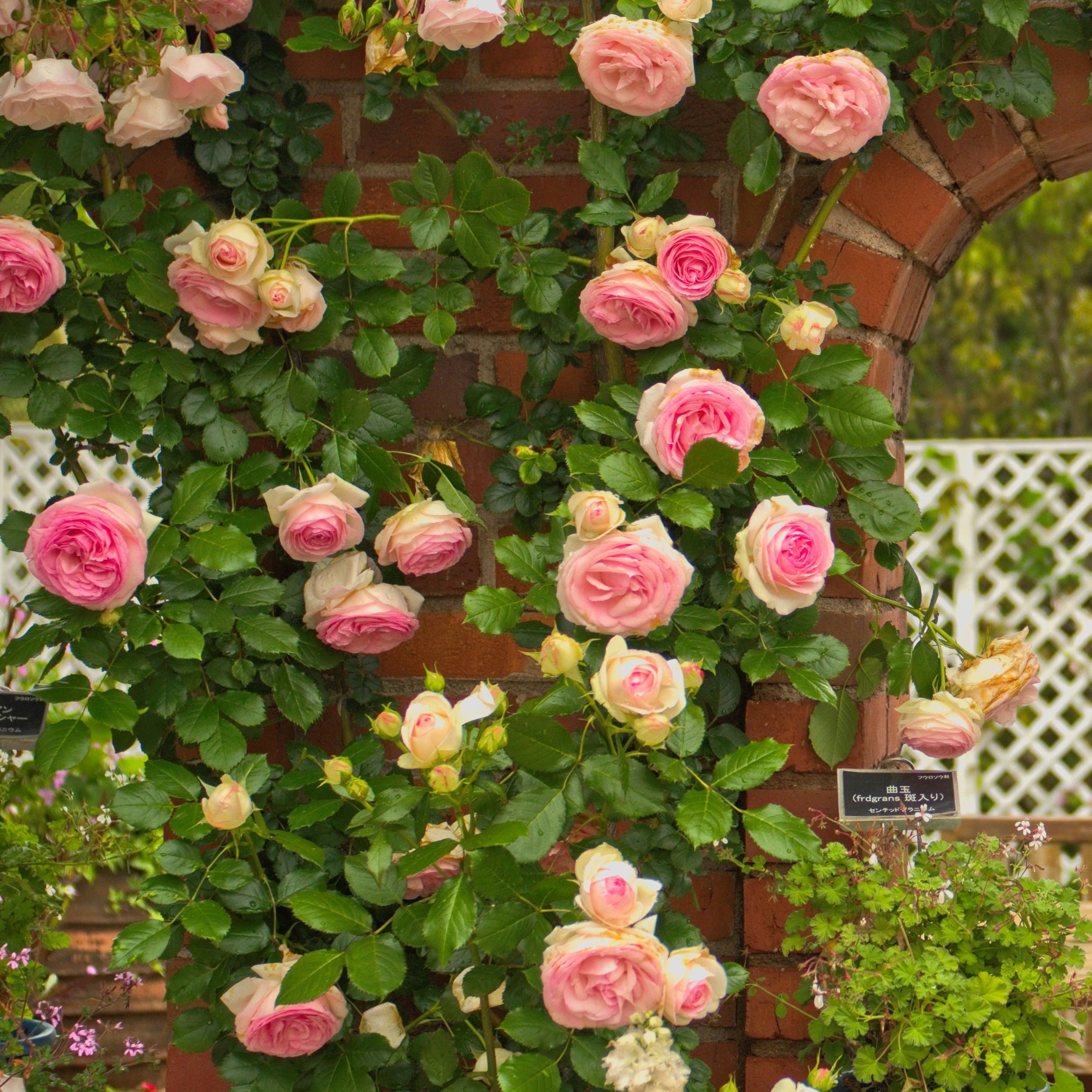 Rosier grimpant Pierre de Ronsard® - Willemse