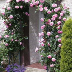 Vente Rosier grimpant Pierre de Ronsard®